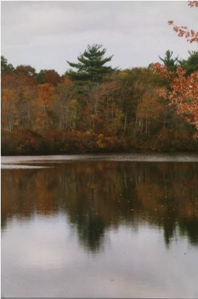 Green Tree and Lake